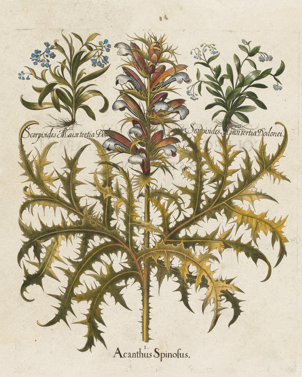 Botanica // Acanthus Spinosus