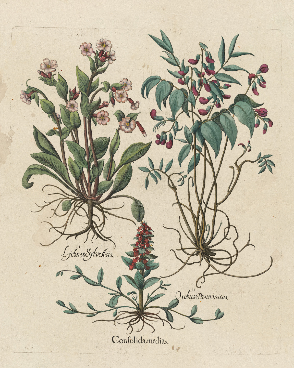Botanica // Lycopsis Sylvestris et al.