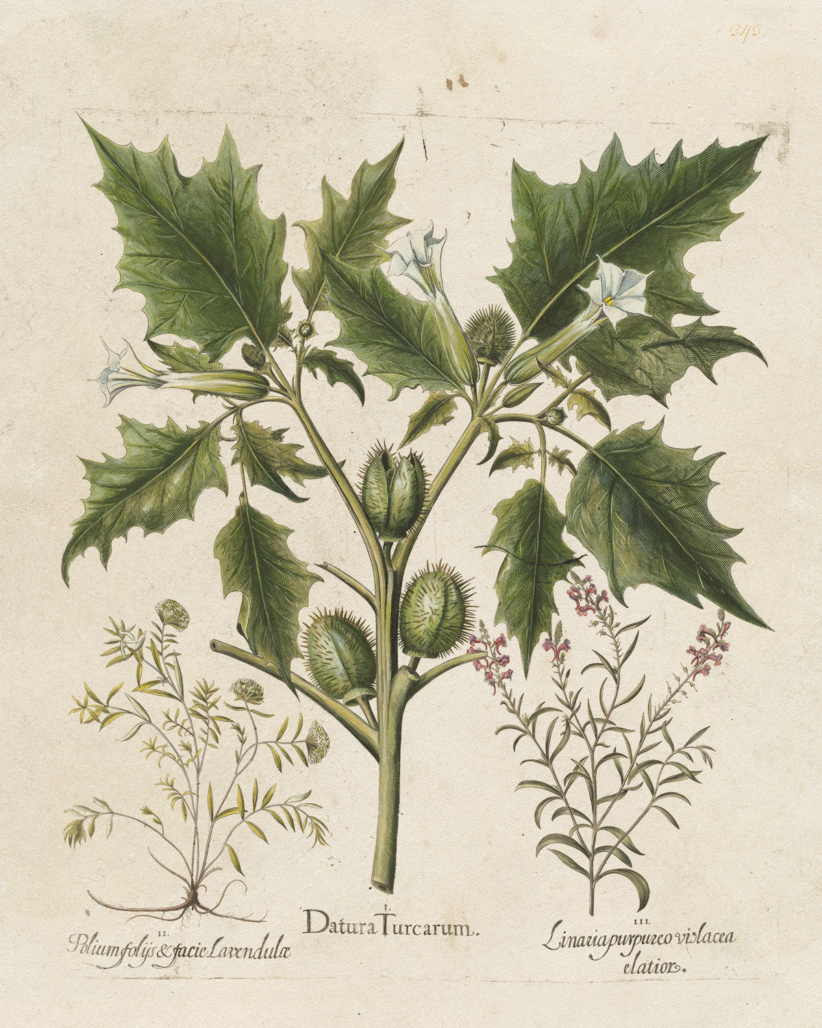 Botanica // Datura Stramonium