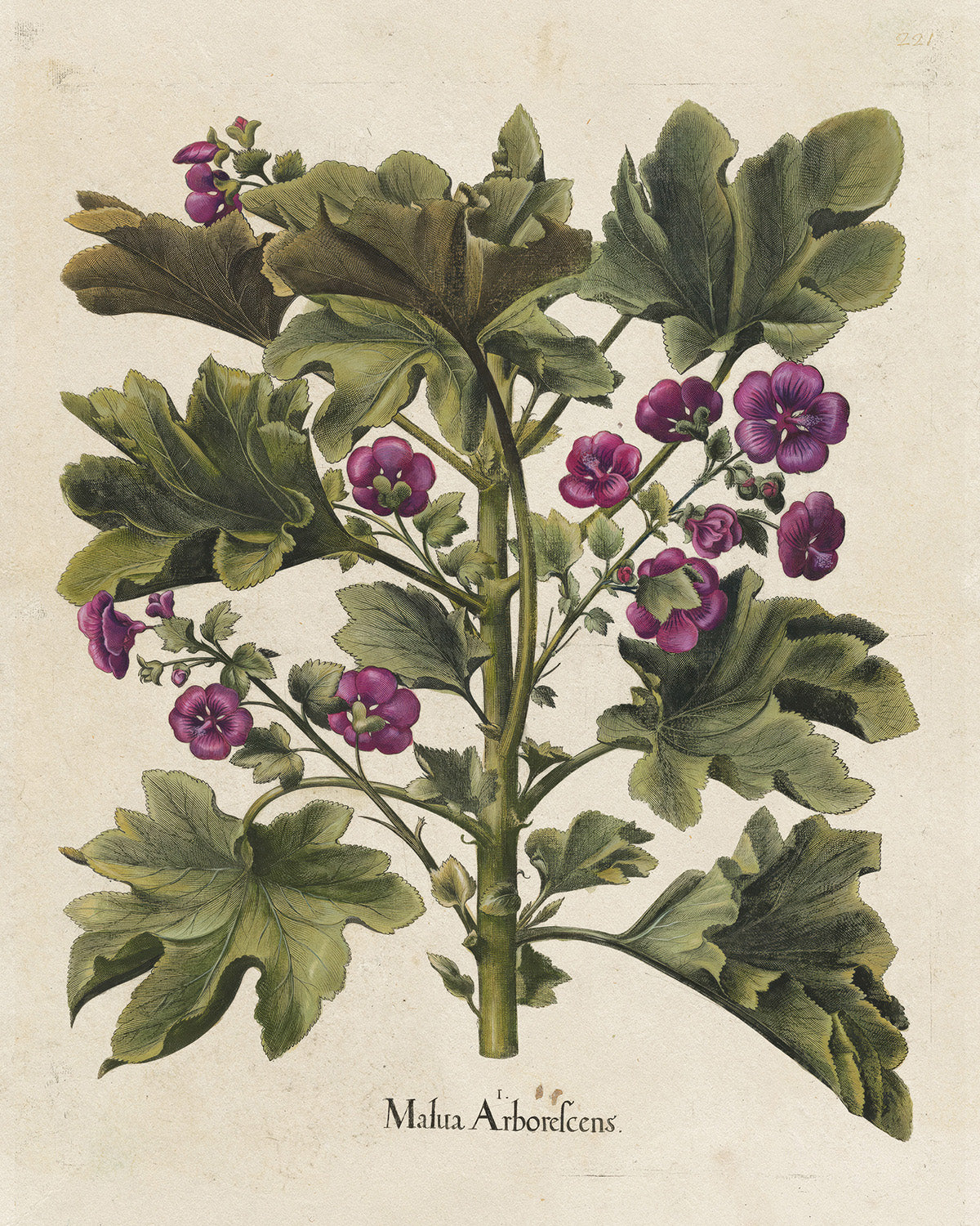 Botanica // Malva Arborecens