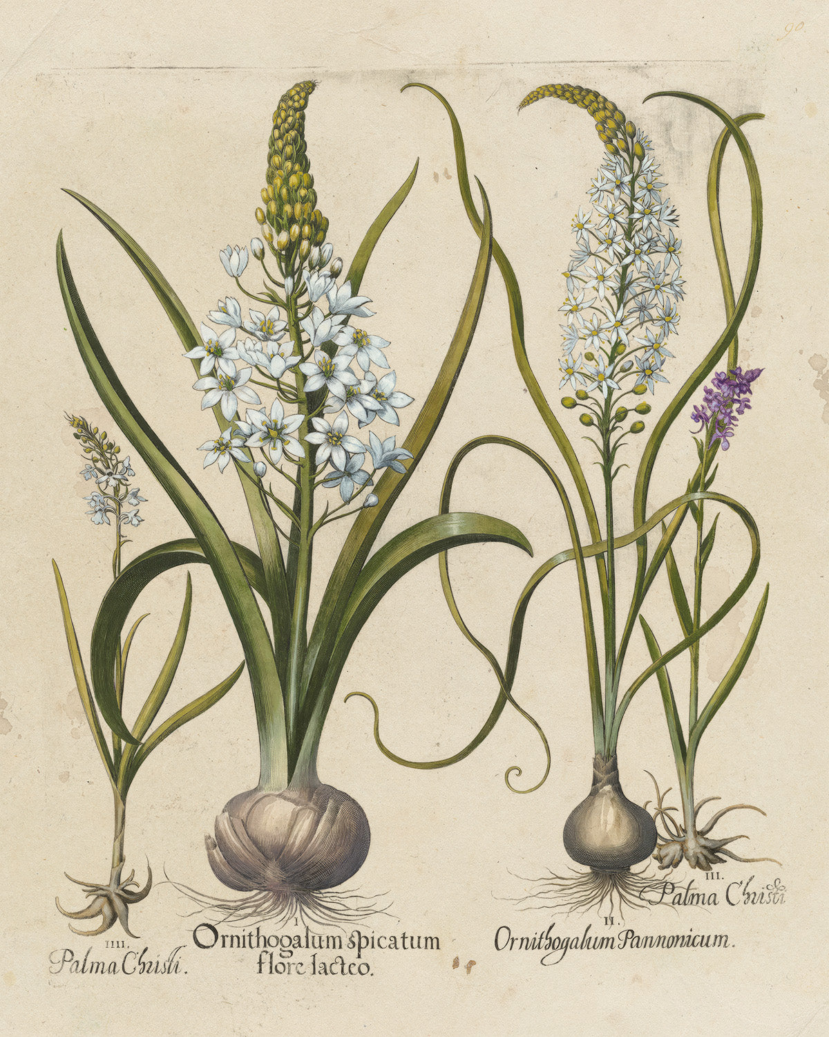 Botanica // Ornithogalum et al.