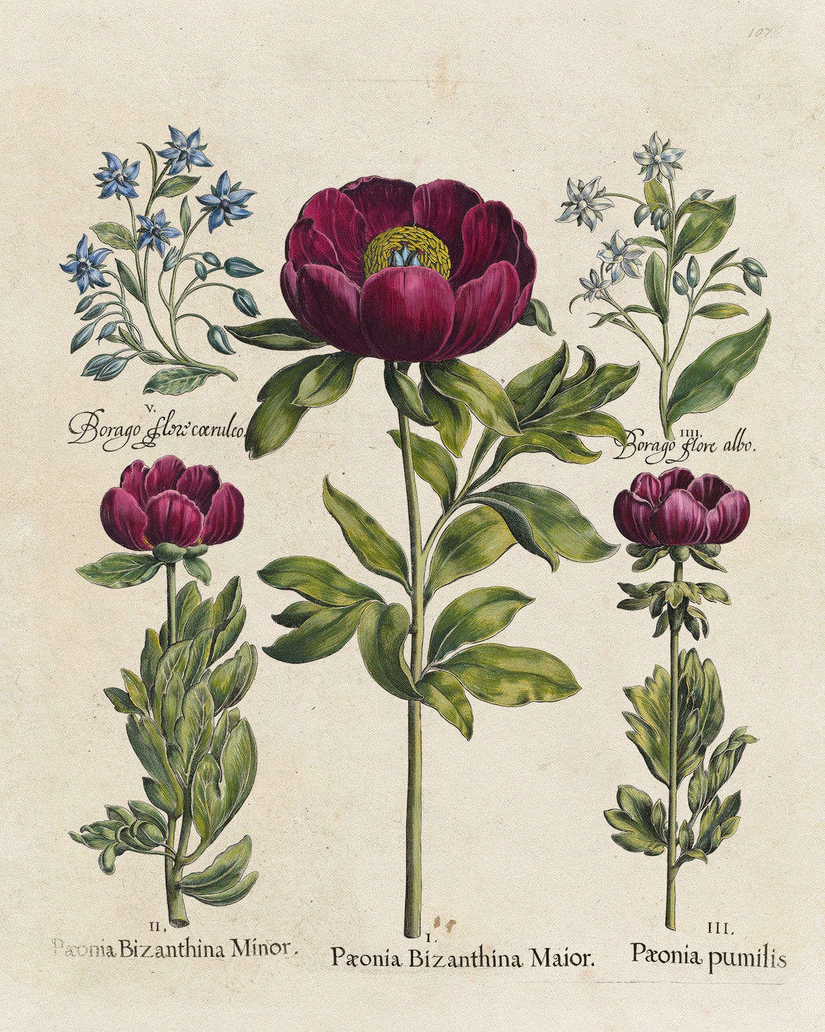 Botanica // Paeonia et al.