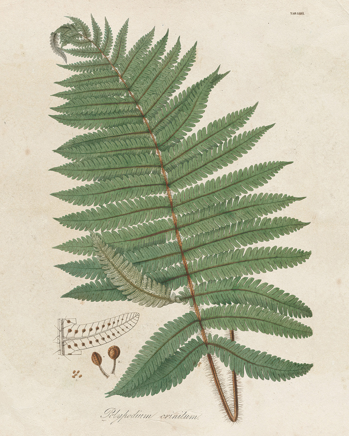 Botanica // Polypodium Crinitum