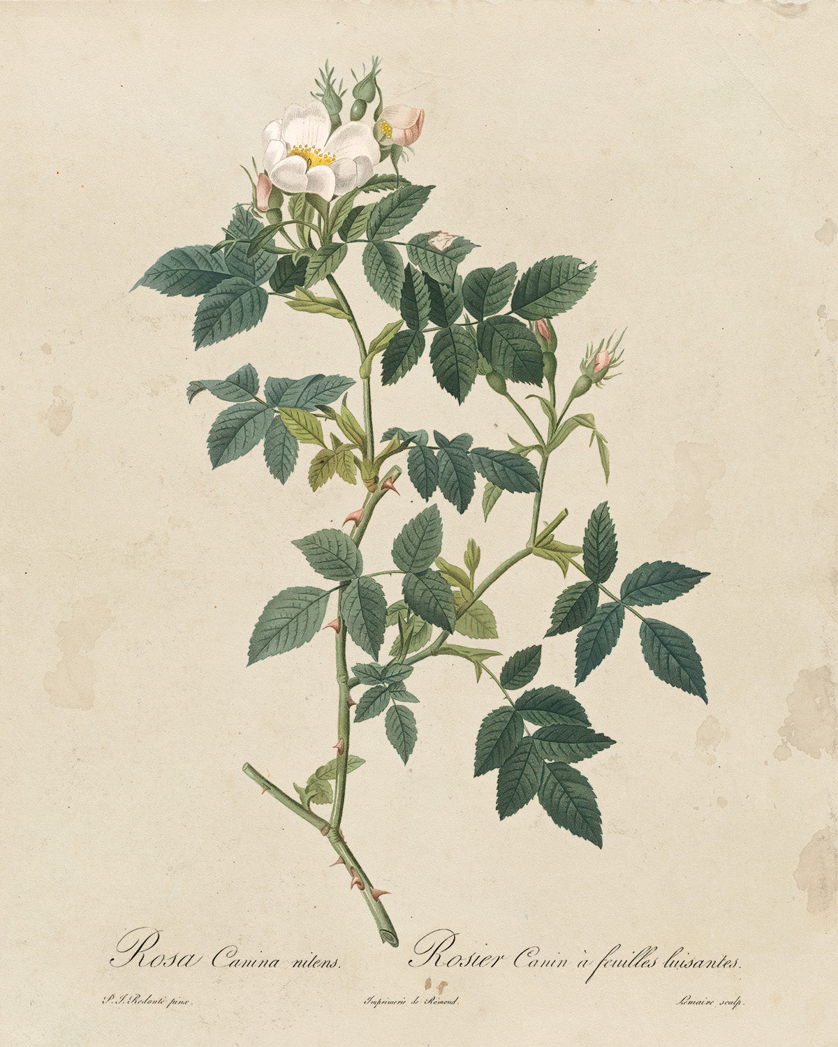 Botanica // Rosa Canina Nitens