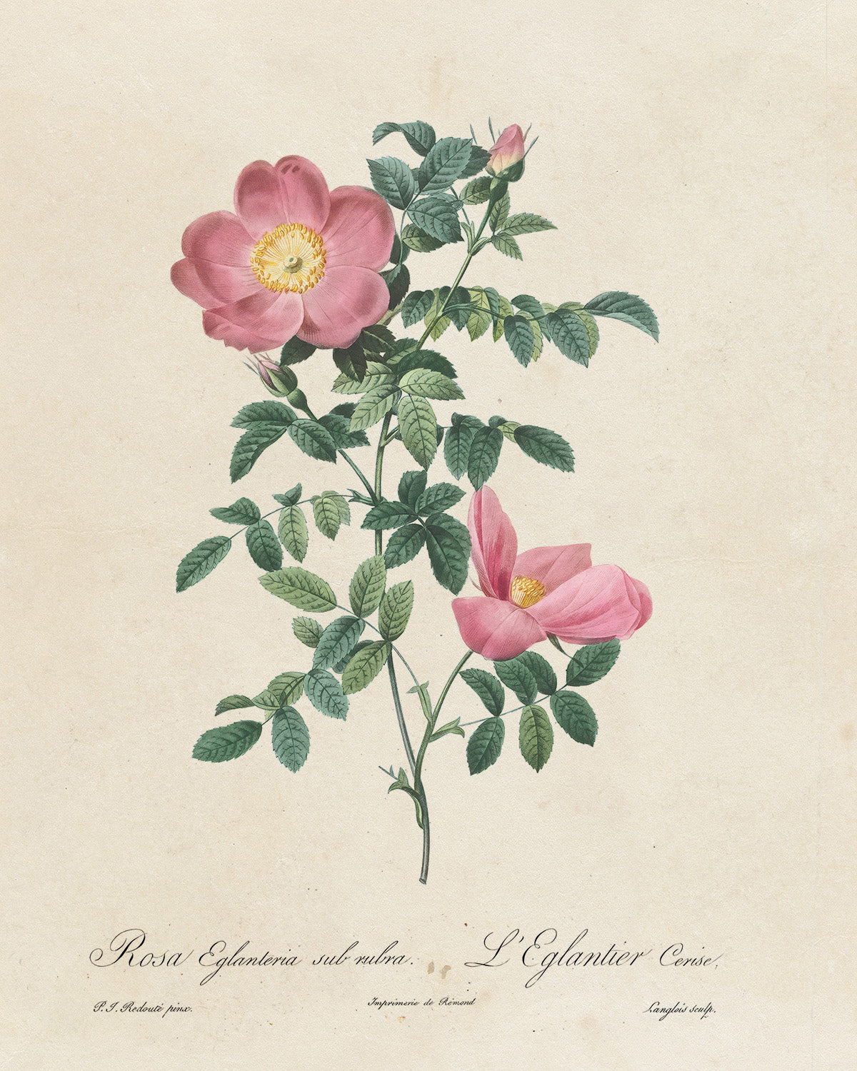 Botanica // L’eglantier Cerise