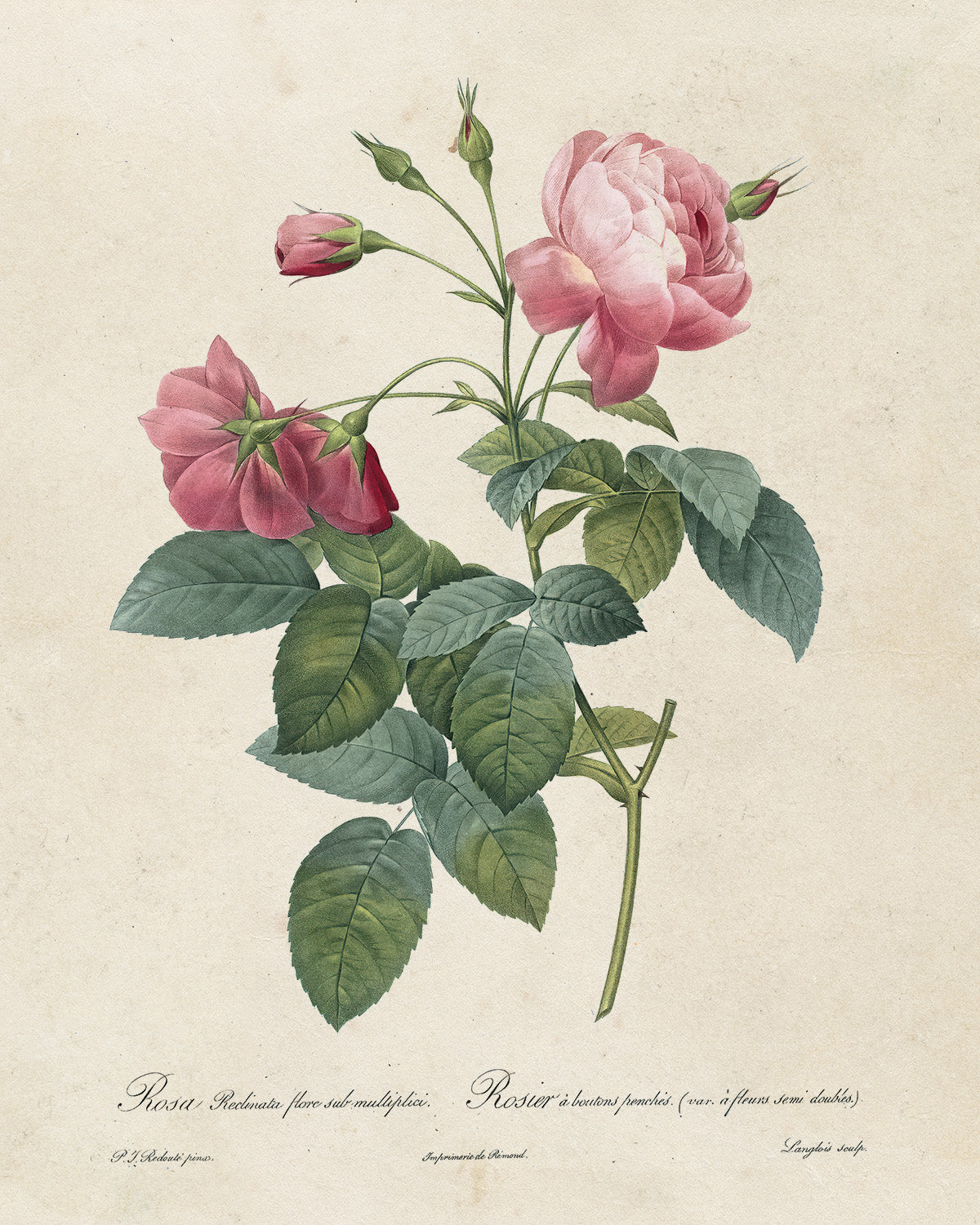 Botanica // Rosa Reclinata Flore