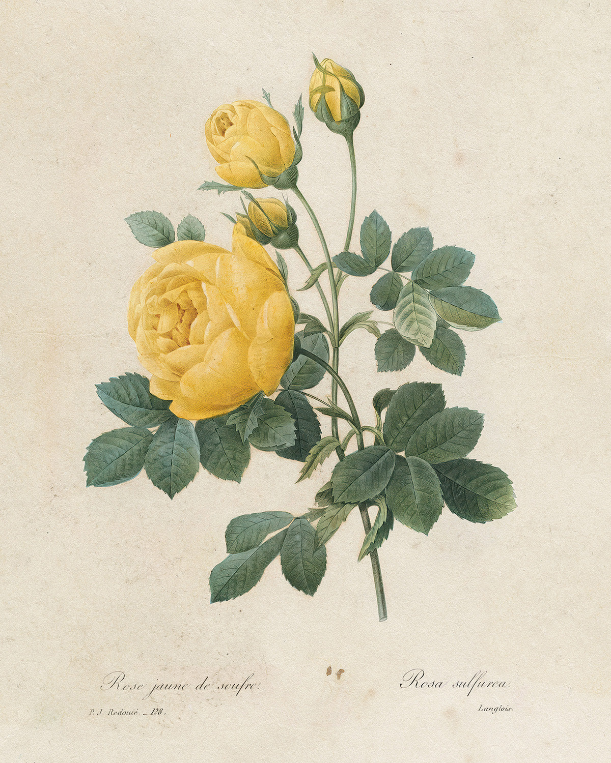 Botanica // Rosa Sulphurea