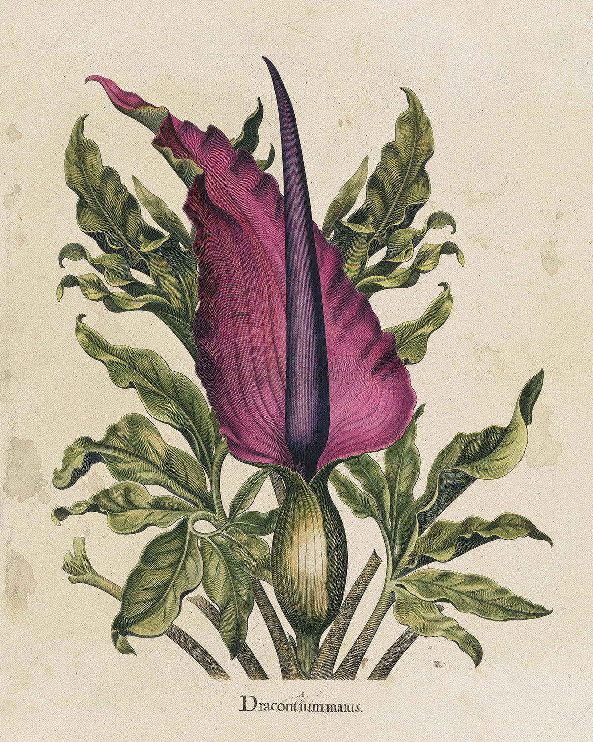 Botanica // Dracontium Maius